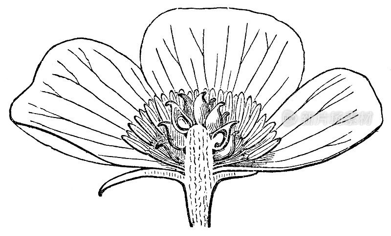 球根毛茛花(毛茛)横切面剖面图- 19世纪